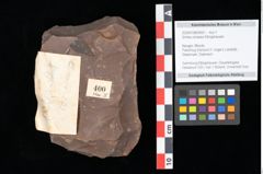 Foto (Objekt + Etikett) von Smilax sagittifera Heer emend. Hantke (NHMW-GEO-2024-0188-0400)
